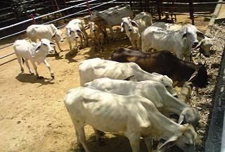 En Magdalena encontraron reses que se transportaban sin la documentación al día. Foto: Policía Nacional de Colombia. Policía Nacional incauta reses en Magdalena.