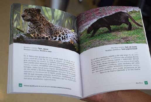 Colombia, fauna silvestre, silvicultura, Grupo Argos y la U. CES se unen para identificar fauna silvestre en proyectos de silvicultura, “Guía de identificación de fauna silvestre asociada a proyectos de silvicultura, especies de vertebrados terrestres en aves, anfibios, mamíferos y reptiles de los ecosistemas aledaños a los municipios de Puerto Libertador (Córdoba) y San Onofre (Sucre), rana lechera, el cernícalo, el murciélago pescador, el ratón mochilero, la azotadora, Ganadería, ganadería colombiana, not