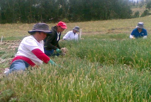 Organizaciones de pequeños productores podrán obtener hasta $40 millones con este programa. Foto: El Diario. Pequeños productores agrícolas