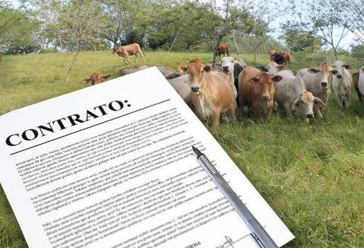arriendo de predios, ganado a precio, manejo de la ganadería a precio, arriendo y mantenimiento de ganado, ganadería colombia, contexto ganadero