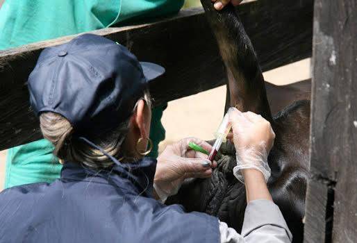 Pruebas de brucelosis y tuberculosis