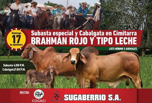 Subasta especial ganado brahman rojo y tipo leche Sugaberrío septiembre 2017, subastas especiales Sugaberrío, Sugaberrio, subastas en puerto berrío, subastas de ganado, omaira guisao benítez, ganadería colombia, CONtexto ganadero, noticias ganaderas colombia