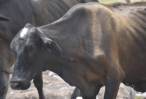 3 municipios de La Guajira ven morir al ganado de hambre y sed, Ganaderos de Fonseca y Villanueva agobiados por crítica situación ganadera, San Juan del Cesar y su mala coyuntura ganadera, fueron a beber agua y murieron en el intento, bovinos no tienen agua ni comida, CONtexto ganadero, noticias de ganadería bovina.