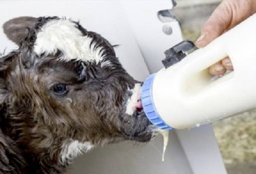 Mejorar calidad del calostro, garantizar la mínima nutrición, desventaja productiva, estudio universidad de Antioquia, inmunoglobulina insuficiente, bovinos recién nacidos, calidad inmunológica del calostro, noticias de ganadería colombiana, CONtexto ganadero.