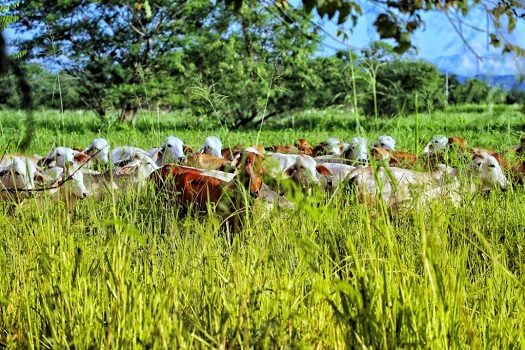 Petro impulsa la propuesta de Fedegán de implementar sistemas  silvopastoriles | CONtexto Ganadero