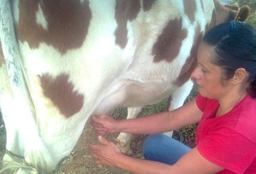 El evento pretende demostrar la influencia e importancia de la mujer ganadera en esta región del país. Foto CONtexto ganadero. Ordeño manual.