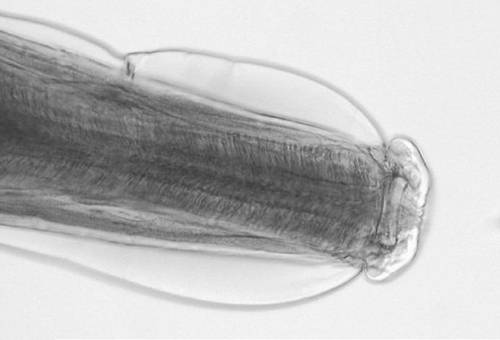 esofagostomosis en bovinos