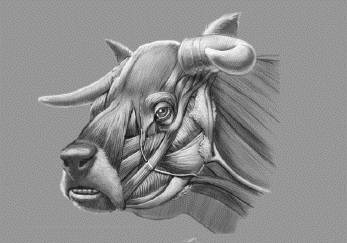 Raza bovina que parecía un bulldog