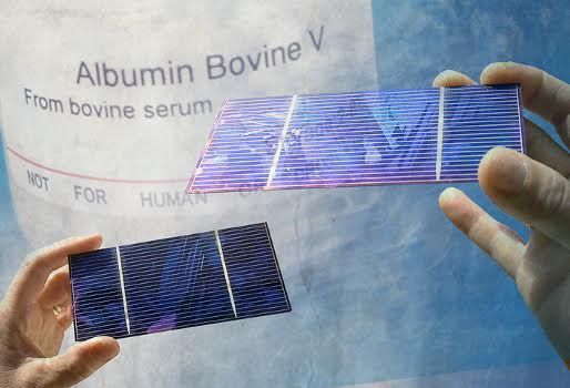 páneles solares albumina suero bovino