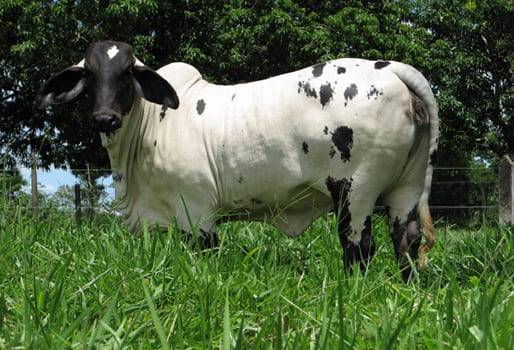 Sardo negro, sardo negro en Colombia, rendimiento sardo negro