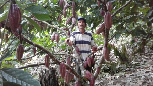 Cacao, Cacao Federación Nacional de Cacaoteros de Colombia, Cacao oferta 2017, CONtexto ganadero, ganadería Colombia