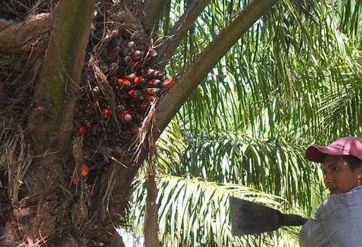 Para 2014 el gremio espera que la producción de aceite alcance el millón 160 mil toneladas. Foto: CONtexto ganadero. Producción palma de aceite Colombia