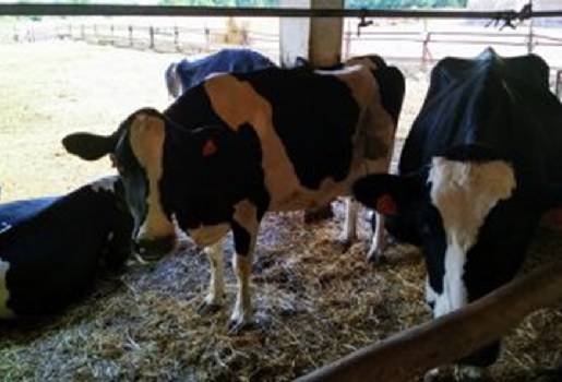 España, leche, ganadería de leche, productores de leche, bovinos, precio de la leche en España, precio de la leche en la Unión Europea, Contexto ganadero, noticias ganaderas. vacas