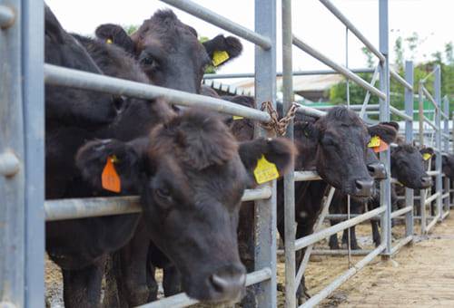 Ganadería, ganadería colombia, noticias ganaderas, noticias ganaderas colombia, CONtexto ganadero, garrapatas, garrapatas en mexico, combatir garrapatas en mexico, como controlar garrapatas en mexico, control de manejo garrapatas en mexico