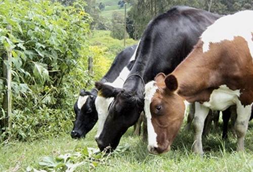 ganadería produce oxígeno ganadería verde, ganadería amigable con el medio ambiente, producción de oxígeno