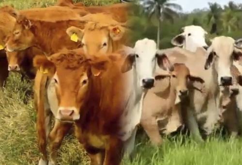 ganadería, ganadería colombia, noticias ganaderas, noticias ganaderas colombia, contexto ganadero, salón de la agricultura de Bordeaux, razas bovinas, razas francesas bovinas, equinos franceses, evento francés, ganadería Tule, raza limousin, raza limousin en Colombia, ganadería tule en Colombia, criadero Tule en Colombia, genética limousin, genética limousin en colombia, limousin y brahman, limousin y nelore