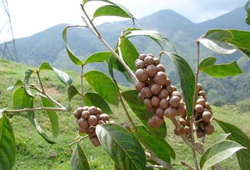 Sistemas silvopastoriles, árboles silvopastoriles, uso de árboles en sistemas silvopastoriles, crecimiento de árboles silvopastoriles, guarea guidonia, siembra de la guarea guidonia, guarea guidonia en colombia, Ganadería Sostenible, CONtexto ganadero, ganadería colombia