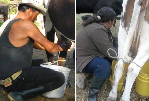 Ordeño de vacas