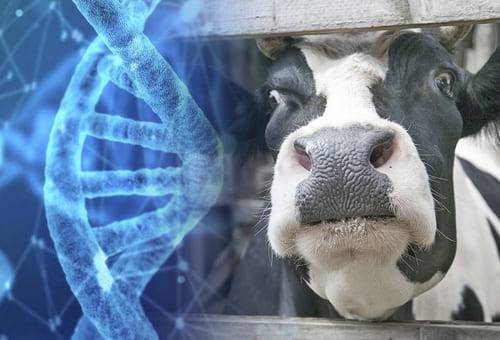 Miedo genética animales, miedo ganado bovino, miedo genética, miedo bienestar animal, miedo ganadería, miedo vacas, temperamento vacas, temperamento ganado bovino, temperamento bovinos, miedo en los animales, ganado bovino, ganadería bovina, ganaderos, ganaderos colombia, ganado, vacas, vacas Colombia, bovinos, Ganadería, ganadería colombia, noticias ganaderas, noticias ganaderas colombia, CONtexto ganadero, contextoganadero