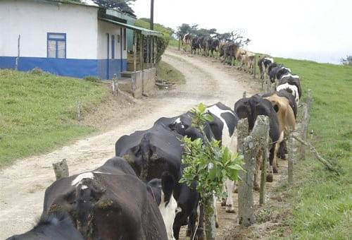 caminos, finca, vacas, salud, podal, pezuñas, cojeras, Producción lechera, Inversión, Bienestar Animal, medidas preventivas, invierno, terrenos resquebrajados, desplazamiento, concreto, cemento, pastoreo, carne, rotación de potreros, forraje, uso racional, alimentación, ordeño, cercas, Ganadería, ganadería colombia, noticias ganaderas colombia, CONtexto ganadero
