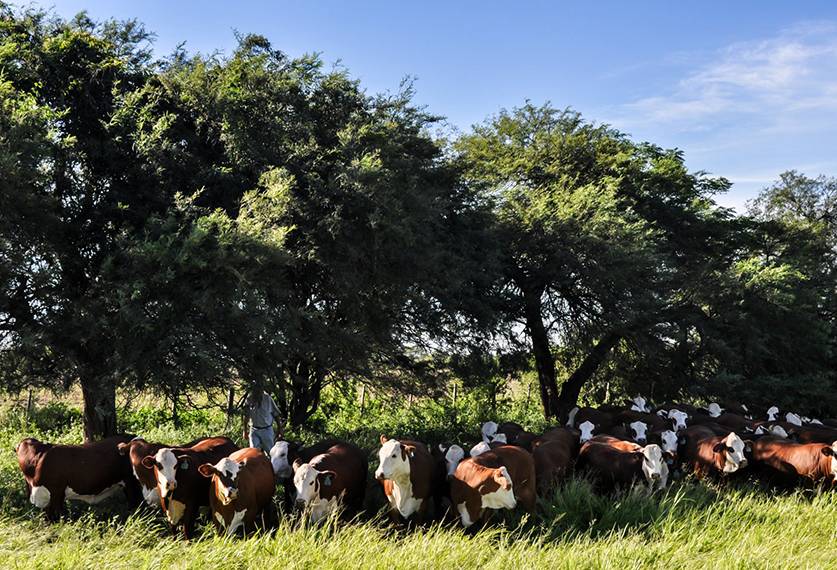 El estrés calórico durante la gestación afecta la fertilidad de la cría