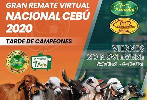 remate, Asocebú, La Gran Reserva, Tarde de Campeones, Alta genética, destete, preñados, funcionales, capacidad, musculatura, feminidad, ganancia de peso, novillas, toros, Ganadería, ganadería colombia, noticias ganaderas colombia, CONtexto ganadero
