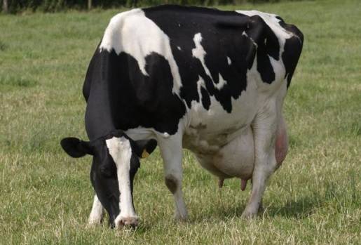 España, Cantabria, leche, pastos, proyecto La Vaca que Pasta, creación de un sello de calidad lácteo en Cantabria, alimentación en base a pastos, investigación y la innovación deben ser los ejes sobre los que gire el futuro de la ganadería en Cantabria, mejora de ácidos grasos poliinsaturados en la leche y la carne de vacuno, reducción de la huella hídrica y de carbono en la producción, fomentar el desarrollo social y económico de las zonas rurales fijando a la población, Ganadería, ganadería colombiana, no