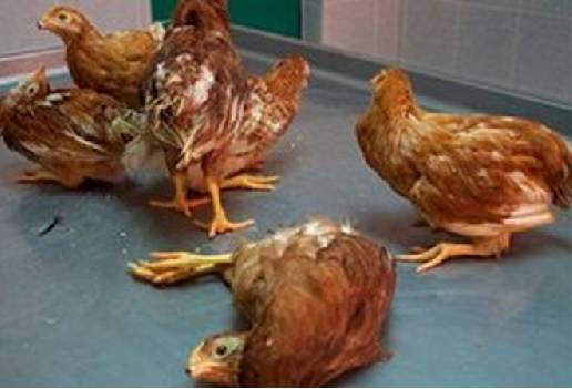 El Newcastle de alta virulencia es una enfermedad de las aves, no se transmite al ser humano por el consumo de carne y huevo.
