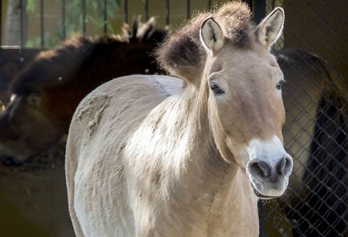 Nacimiento caballo en peligro de extinción