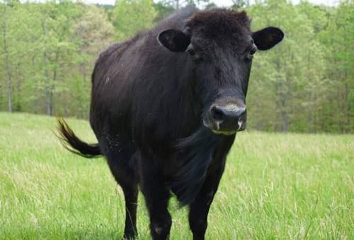 raza beefalo