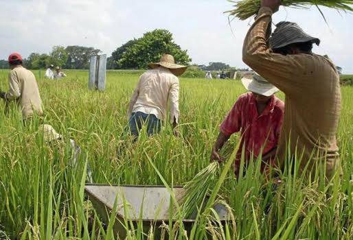 Planta de secado y transformación de arroz, Tame requiere infraestructura de procesamiento de arroz, viabilidad del negocio, costos de transporte a otros departamentos, apoyo financiero, planta con capacidad de 200 toneladas, CONtexto Ganadero, noticias de ganadería colombiana. 