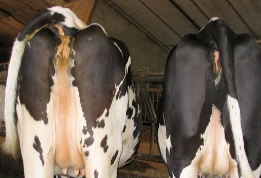 Cuándo se debe cortar el pelo de las vacas si no van a exposición y cómo se  debe hacer?