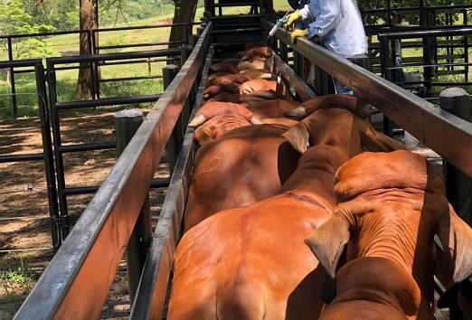 Campaña de vacunación contra la aftosa, brucelosis y rabia silvestre