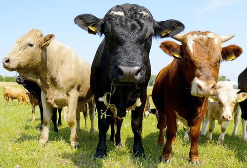 Etiquetado, bienestar animal, Alemania, Ministerio de Agricultura, cría, carne, sistema agroecológico, transporte, sacrificio, sistema de producción, granja, ingresos, explotación, precio, euro, consumidores, implementación, garantía, Kantar, encuesta, lácteos, ganadería, ganadería Colombia, noticias ganaderas Colombia, contexto ganadero