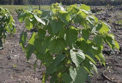 Melina, Gmelina arbórea, alimento para ganado, cerca viva, sombra para ganado, silvopastoril, usos de la melina en ganadería, propiedades de la melina, melina Orinoquía, melina en vacas, melina ganado bovino, ganado bovino, ganadería bovina, leche, ganaderos, ganaderos colombia, ganado, vacas, vacas Colombia, bovinos, Ganadería, ganadería colombia, noticias ganaderas, noticias ganaderas colombia, CONtexto ganadero, contextoganadero