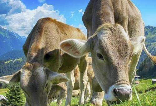 Selección genómica ganadería, Genómica ganadería, genoma del ganado, identificación genoma, genes de los bovinos, genes vacas, genómica vacas, genómica ganadería Colombia, Genética Cebú, mejoramiento genético en bovinos, potencial genético de bovinos, progreso genético bovino, coronavirus, coronavirus Colombia, COVID-19, cuarentena, Ganadería, ganadería colombia, noticias ganaderas, noticias ganaderas colombia, CONtexto ganadero