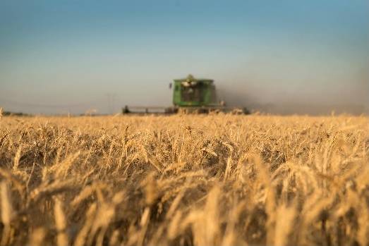 Argentina abre un nuevo mercado para un cultivo con gran crecimiento productivo en los últimos dos años. Foto: agroindustria.gob.ar