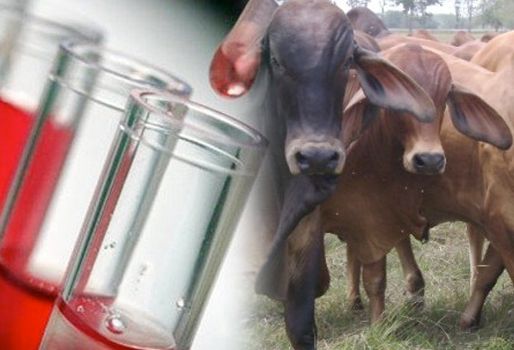 Norte de Santander espera ser declarada zona libre de aftosa con vacunación. Foto: Demedicina.com / ica.gov.co. Norte de Santander zona de protección, zona libre de aftosa con vacunación, pruebas serológicas en Norte de Santander, labor del ICA, Fiebre aftosa, OIE, Ganaderos de Norte de Santander, CONtexto ganadero