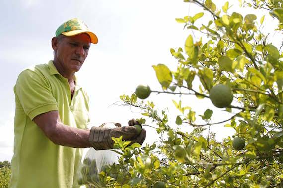 Ganadería, ganadería colombia, noticias ganaderas, noticias ganaderas colombia, CONtexto ganadero, HLB, HLB de los cítricos, enfermedad de los cítricos, plaga de los cítricos, ICA, ica colombia, Asohofrucol, asohofrucol colombia,