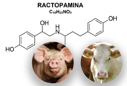 el aditivo ractopamina en bovinos y cerdos