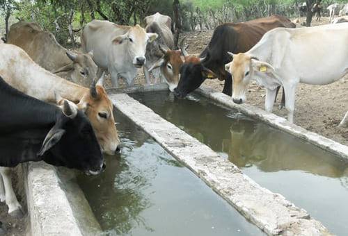 ganadería, ganadería colombia, noticias ganaderas, noticias ganaderas colombia, contexto ganadero, manejo ambiental, manejo del agua, manejo del agua en las fincas, manejo ambiental en las fincas, arboles en las fincas, presencia de arboles en las fincas 