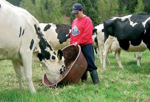 Raza Holstein en colombia