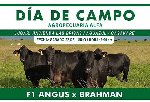 Día de campo, Agropecuaría Alfa, F1, Angus, Brahman, eficiencia, trabajo, Hacienda Las Brisas, Asociación de Ganado Angus, Brangus, labores, proceso cruzamiento, evolución, ganadería colombiana, razas, evolución, parámetros, potreros, CONtexto ganadero, ganaderos Colombia, noticias ganaderas Colombia