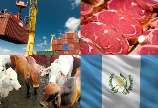 guatemala ley ganadería, guatemala ley ganadería noticias, cifras guatemala ley ganadería, guatemala ley ganadería productores, contexto ganadero
