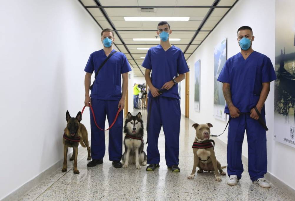 Ganadería, ganadería colombia, noticias ganaderas, noticias ganaderas colombia, CONtexto ganadero, perros, perros detectar covid-19, investigación antioquia covid-19, uso perros detectar covid-19, perros coronavirus, perros detectar coronavirus