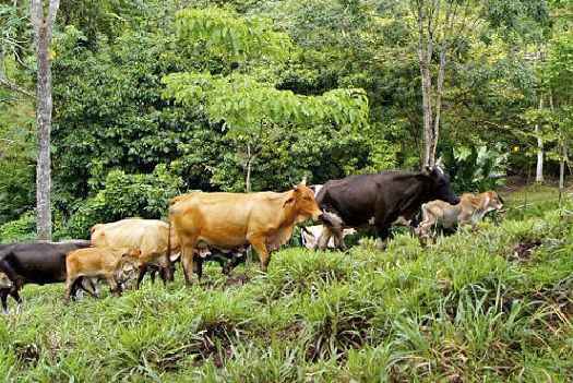 Regeneración de suelos mediante ganadería sostenible
