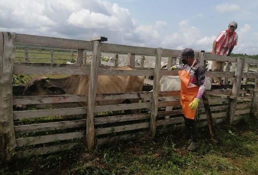 Una de los principales inversiones que realiza el Fondo Nacional del Ganado, administrado por Fedegán, es la ejecución de la campaña sanitaria contra la aftosa, para mantener la condición de "país libre de fiebre aftosa con vacunación". Foto FNG Fondo Nacional del Ganado, Fedegán, cuota de fomento ganadero y lechero 2021, fechas límite para consignar la cuota de fomento ganadero y lechero, entidades financieras para consignar la cuota de fomento ganadero y lechero, ganadería, ganadería Colombia, noticias ganaderas Colombia, Contexto ganadero