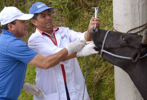 ganadería, ganadería colombia, noticias ganaderas, noticias ganaderas colombia, contexto ganadero, producción ganadera, producción ganadera sostenible, desparasitar bovinos, medicamentos, medicamentos comerciales para bovinos, medicamentos naturales para novinos, desparasitante natural, desparsitante quimico para bovinos