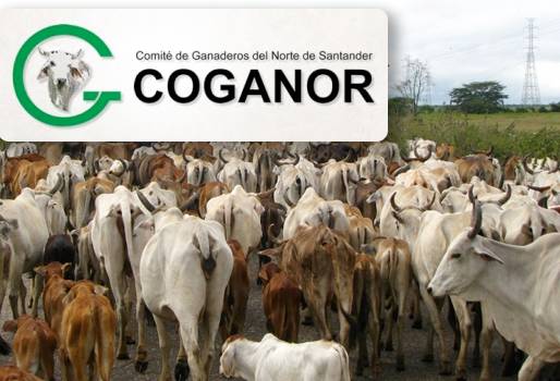 contrabando de carne desde Venezuela, Contrabando de animales en pie desde Venezuela, falta de control de las autoridades, consumo de carne de contrabando en cúcuta, sector ganadero de Norte de Santander, preocupación por el contrabando desde Venezuela, CONtexto ganadero.