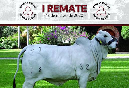 Remate García abajo, Brahman Gris, brahman Colombia, Brahman Hacienda García Abajo, Primer Gran Remate Hacienda García Abajo, remate de ganado, Venta de ganado, comprar ganado, ganado de alta genética, genética Brahman, ganado Brahman, remate ganado Brahman 2020, comercializadora de asocebú, CONtexto ganadero, ganaderos colombia, noticias ganaderas colombia